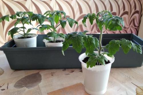 Помидоры дома на подоконнике. Выращиваем томаты на подоконнике: от посева до первой перевалки