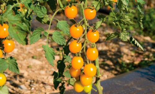 Как вырастить помидоры черри дома. Помидоры черри в домашних условиях