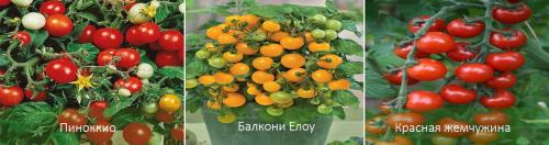 Вырастить помидоры дома. Помидоры на подоконнике от А до Я