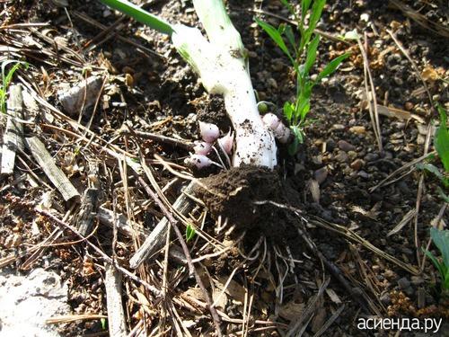 Не растут головки чеснока. Почему у чеснока есть перья, но нет головки?