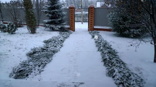 Как укрыть маленькую елочку на зиму. Хвойные и зимовка –, что накрываем, а что нет 12