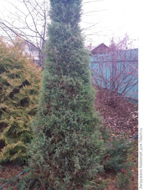 Как укрыть маленькую елочку на зиму. Хвойные и зимовка –, что накрываем, а что нет