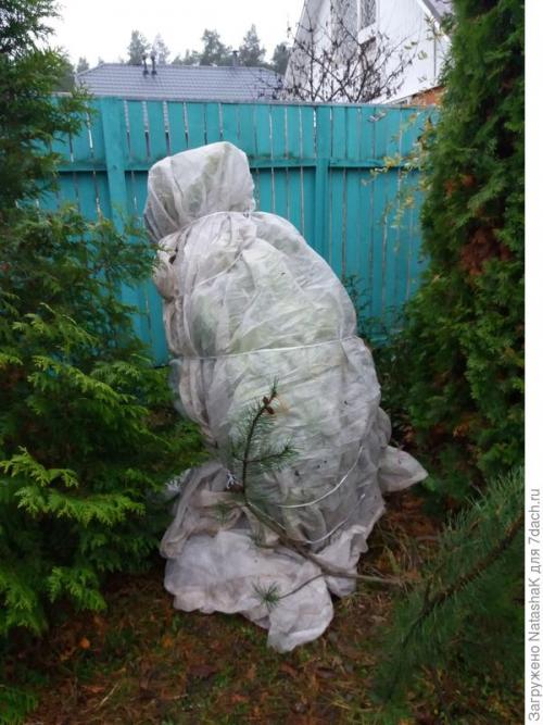 Как укрыть маленькую елочку на зиму. Хвойные и зимовка –, что накрываем, а что нет