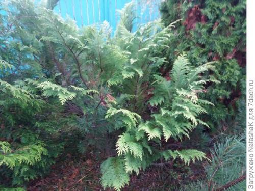 Как укрыть маленькую елочку на зиму. Хвойные и зимовка –, что накрываем, а что нет