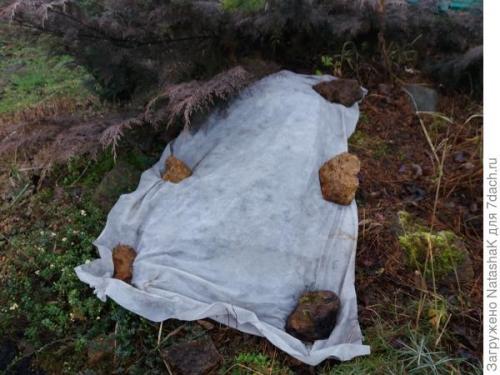 Как укрыть маленькую елочку на зиму. Хвойные и зимовка –, что накрываем, а что нет