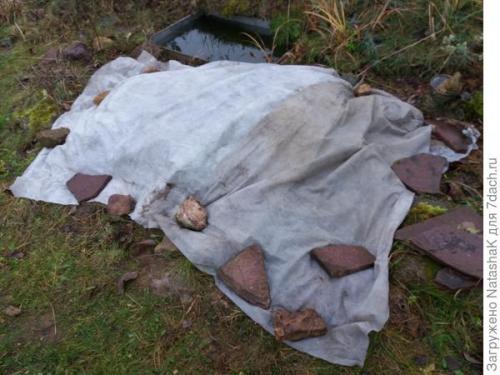 Как укрыть маленькую елочку на зиму. Хвойные и зимовка –, что накрываем, а что нет