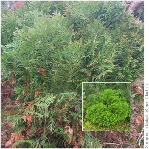 Как укрыть маленькую елочку на зиму. Хвойные и зимовка –, что накрываем, а что нет