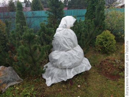 Как укрыть маленькую елочку на зиму. Хвойные и зимовка –, что накрываем, а что нет