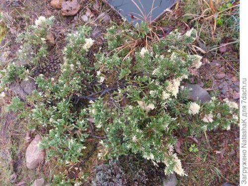 Как укрыть маленькую елочку на зиму. Хвойные и зимовка –, что накрываем, а что нет