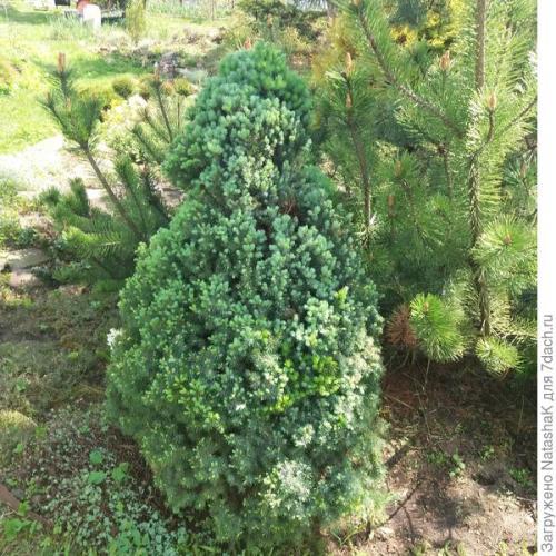 Как укрыть маленькую елочку на зиму. Хвойные и зимовка –, что накрываем, а что нет