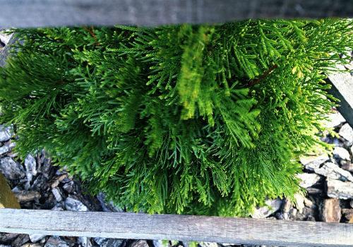 Чем укрыть туи от солнца. Стоит ли укрывать