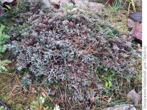 Как укрыть маленькую елочку на зиму. Хвойные и зимовка –, что накрываем, а что нет