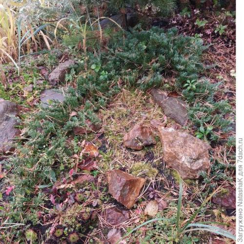 Как укрыть маленькую елочку на зиму. Хвойные и зимовка –, что накрываем, а что нет