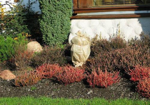 Чем укрыть туи от солнца. Стоит ли укрывать