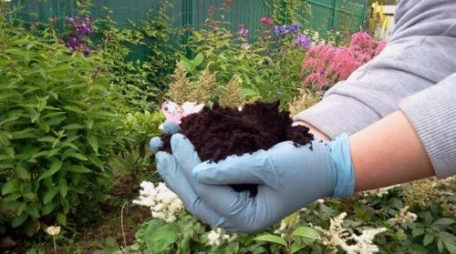 Какие почвы лучше использовать для гортензии. Какую почву любит гортензия и как ее подкислить?