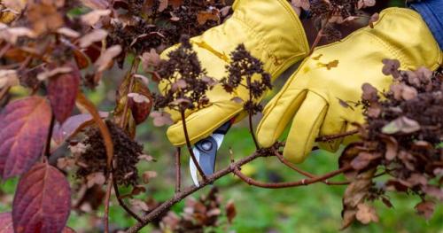 Как убрать гортензию на зиму. Как обрезать гортензию на зиму