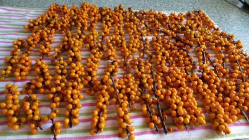 Какие заготовки на зиму можно сделать из облепихи. Облепиха на зиму: 7 лучших рецептов приготовления