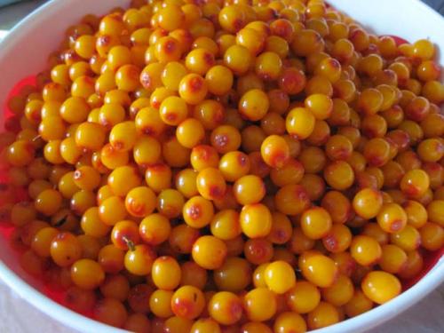 Что можно приготовить из облепихи на зиму. Облепиха на зиму — 8 лучших рецептов приготовления