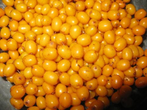 Какие заготовки на зиму можно сделать из облепихи. Облепиха на зиму: 7 лучших рецептов приготовления