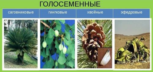 Первые растения на суше были голосеменные. Голосеменные
