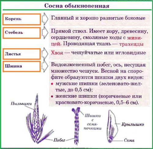Первые растения на суше были голосеменные. Голосеменные