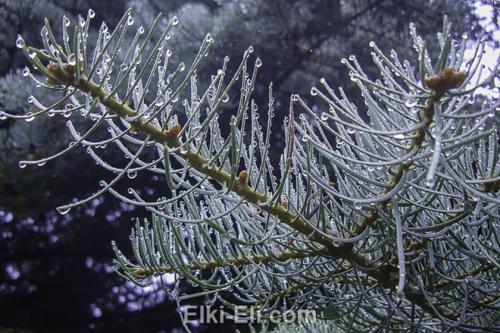 Ель уход осенью подготовка к зиме. Этапы подготовки хвойных растений к зиме 08 Ель уход осенью подготовка к зиме. Этапы подготовки хвойных растений к зиме 08