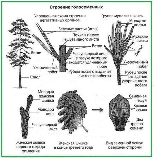 Первые растения на суше были голосеменные. Голосеменные