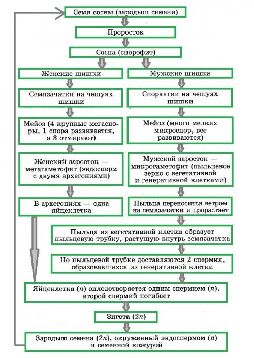 Первые растения на суше были голосеменные. Голосеменные