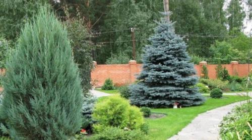 Как часто поливать ель после посадки. Как посадить ель?