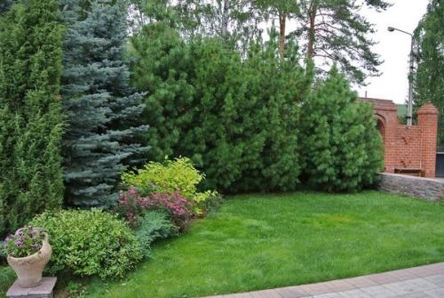 Ель уход осенью подготовка к зиме. Этапы подготовки хвойных растений к зиме 05 Ель уход осенью подготовка к зиме. Этапы подготовки хвойных растений к зиме 05