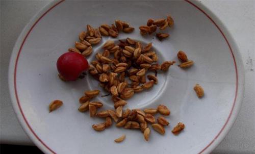 Как размножить боярышник крупноплодный. Семенами