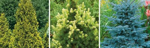 Календарь обработки хвойных. КАК ПРАВИЛЬНО УХАЖИВАТЬ ЗА ХВОЙНЫМИ ДЕРЕВЬЯМИ И КУСТАРНИКАМИ В КОНЦЕ ЛЕТА