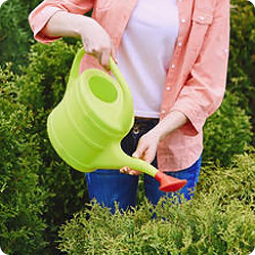 Календарь обработки хвойных. КАК ПРАВИЛЬНО УХАЖИВАТЬ ЗА ХВОЙНЫМИ ДЕРЕВЬЯМИ И КУСТАРНИКАМИ В КОНЦЕ ЛЕТА