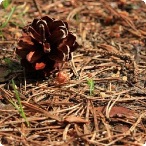 Календарь обработки хвойных. КАК ПРАВИЛЬНО УХАЖИВАТЬ ЗА ХВОЙНЫМИ ДЕРЕВЬЯМИ И КУСТАРНИКАМИ В КОНЦЕ ЛЕТА