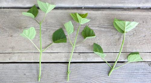 Как размножить крупнолистную гортензию. Нюансы и сроки осеннего размножения древовидной, метельчатой и крупнолистной гортензии 04