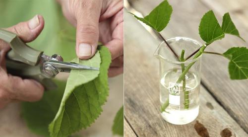 Как размножить крупнолистную гортензию. Нюансы и сроки осеннего размножения древовидной, метельчатой и крупнолистной гортензии 06