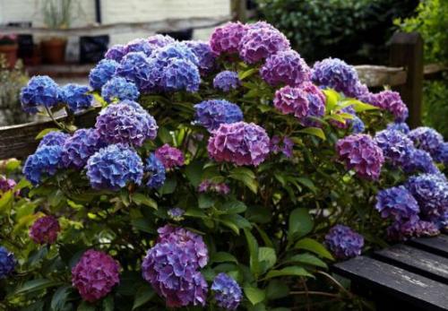 Размножение гортензии черенками в домашних условиях. Когда черенковать гортензию летом: оптимальные сроки