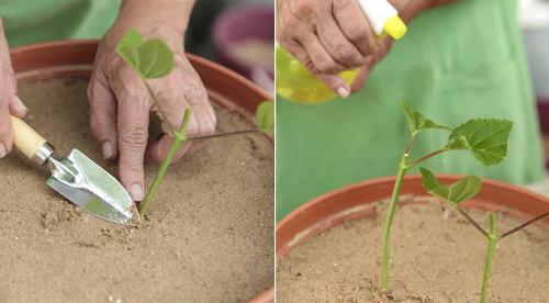 Как размножить крупнолистную гортензию. Нюансы и сроки осеннего размножения древовидной, метельчатой и крупнолистной гортензии 08