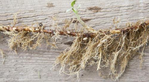 Как размножить крупнолистную гортензию. Нюансы и сроки осеннего размножения древовидной, метельчатой и крупнолистной гортензии 14