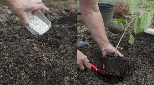 Как размножить крупнолистную гортензию. Нюансы и сроки осеннего размножения древовидной, метельчатой и крупнолистной гортензии 12