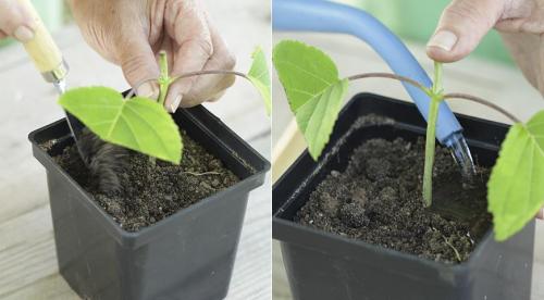 Как размножить крупнолистную гортензию. Нюансы и сроки осеннего размножения древовидной, метельчатой и крупнолистной гортензии 10