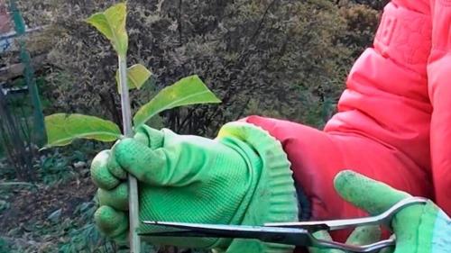 Как размножить гортензию черенками. Размножение черенкованием