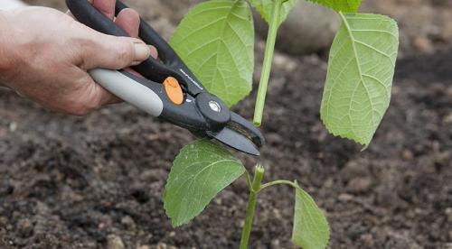 Как размножить крупнолистную гортензию. Нюансы и сроки осеннего размножения древовидной, метельчатой и крупнолистной гортензии 13