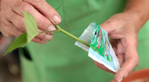 Как размножить крупнолистную гортензию. Нюансы и сроки осеннего размножения древовидной, метельчатой и крупнолистной гортензии 07