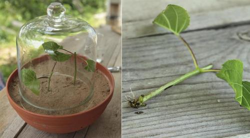 Как размножить крупнолистную гортензию. Нюансы и сроки осеннего размножения древовидной, метельчатой и крупнолистной гортензии 09