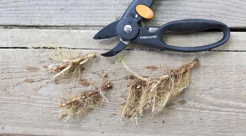 Как размножить крупнолистную гортензию. Нюансы и сроки осеннего размножения древовидной, метельчатой и крупнолистной гортензии 15