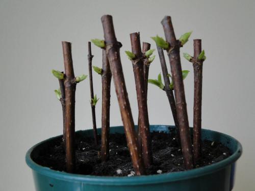 Как размножить гортензию черенками. Размножение черенкованием