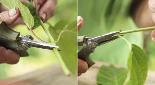 Как размножить крупнолистную гортензию. Нюансы и сроки осеннего размножения древовидной, метельчатой и крупнолистной гортензии 05