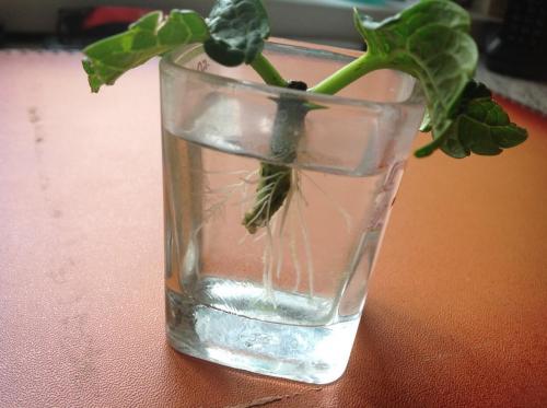 Как размножить гортензию черенками. Размножение черенкованием