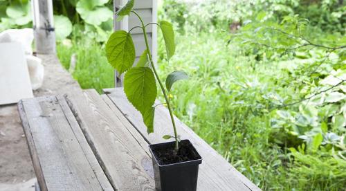 Как размножить крупнолистную гортензию. Нюансы и сроки осеннего размножения древовидной, метельчатой и крупнолистной гортензии 11